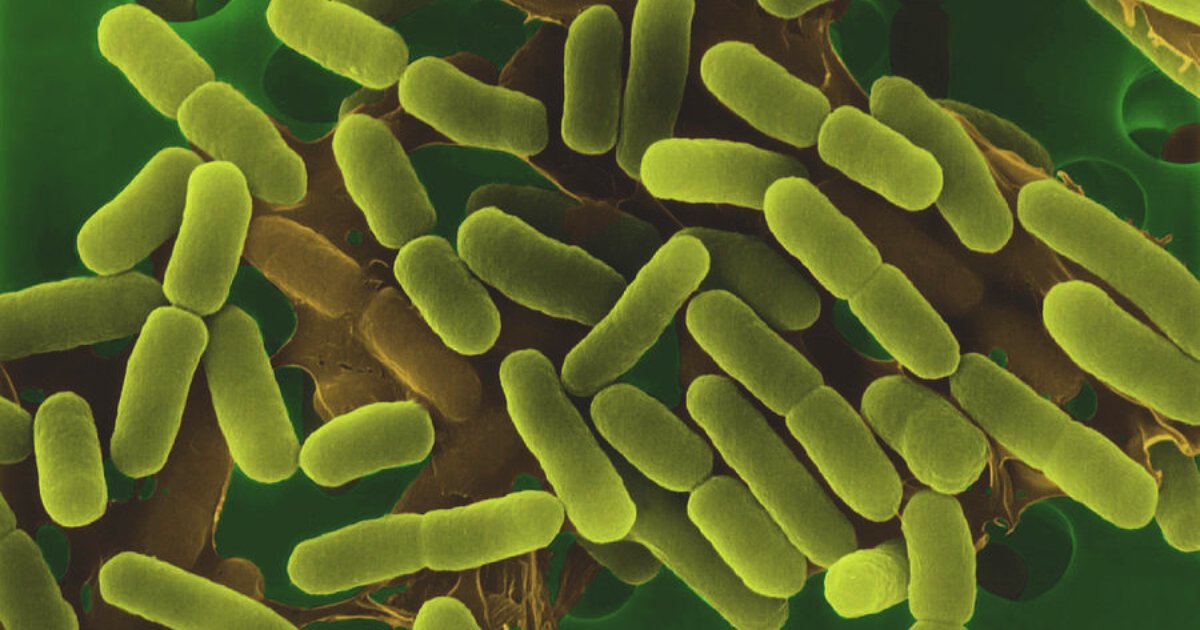 لماذا البراعم أكثر عرضة لتكاثر E. coli والسالمونيلا؟