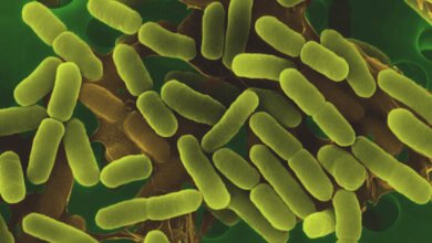 لماذا البراعم أكثر عرضة لتكاثر E. coli والسالمونيلا؟