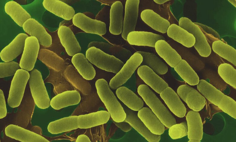 لماذا البراعم أكثر عرضة لتكاثر E. coli والسالمونيلا؟